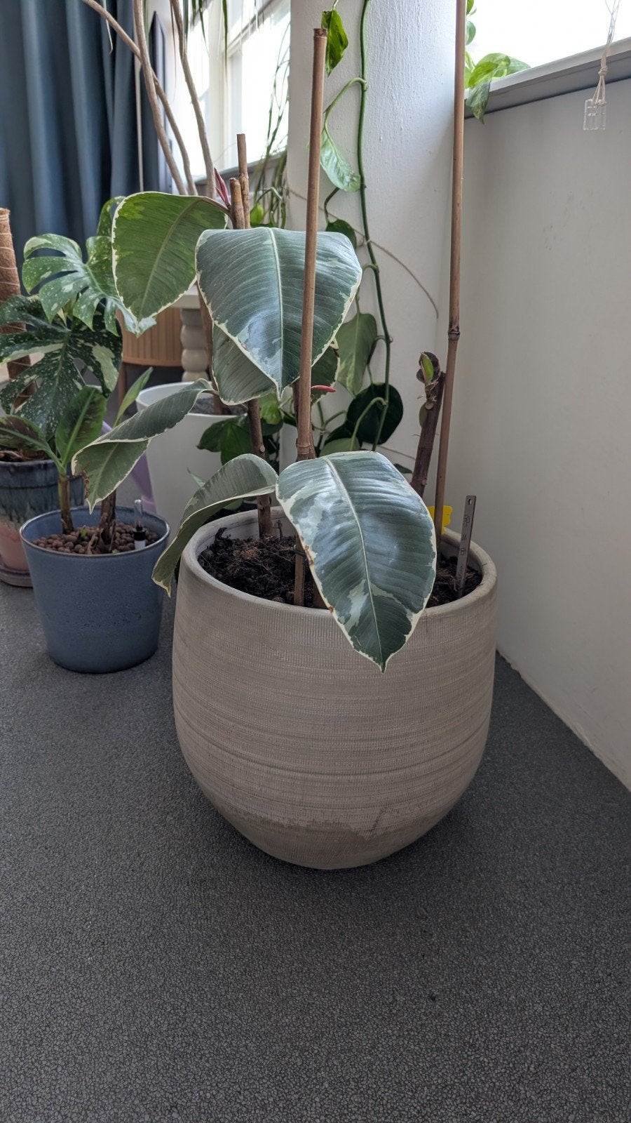 Ficus elastica (Rubberplant) in grote pot, Vaste plant, Bloeit niet, Halfschaduw, Ophalen