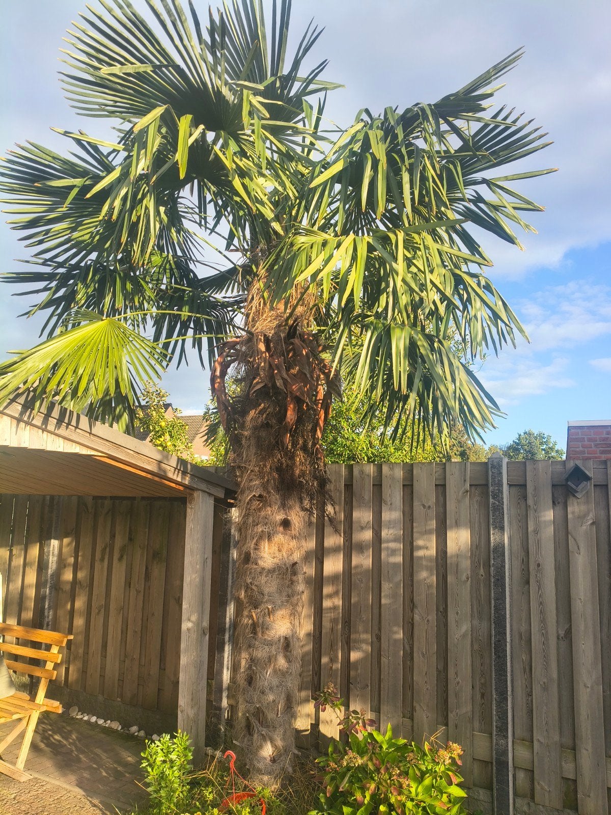 Winterharde Trachycarpus Fortunei - 4m hoog, Volle zon, Vaste plant, Lente, Ophalen