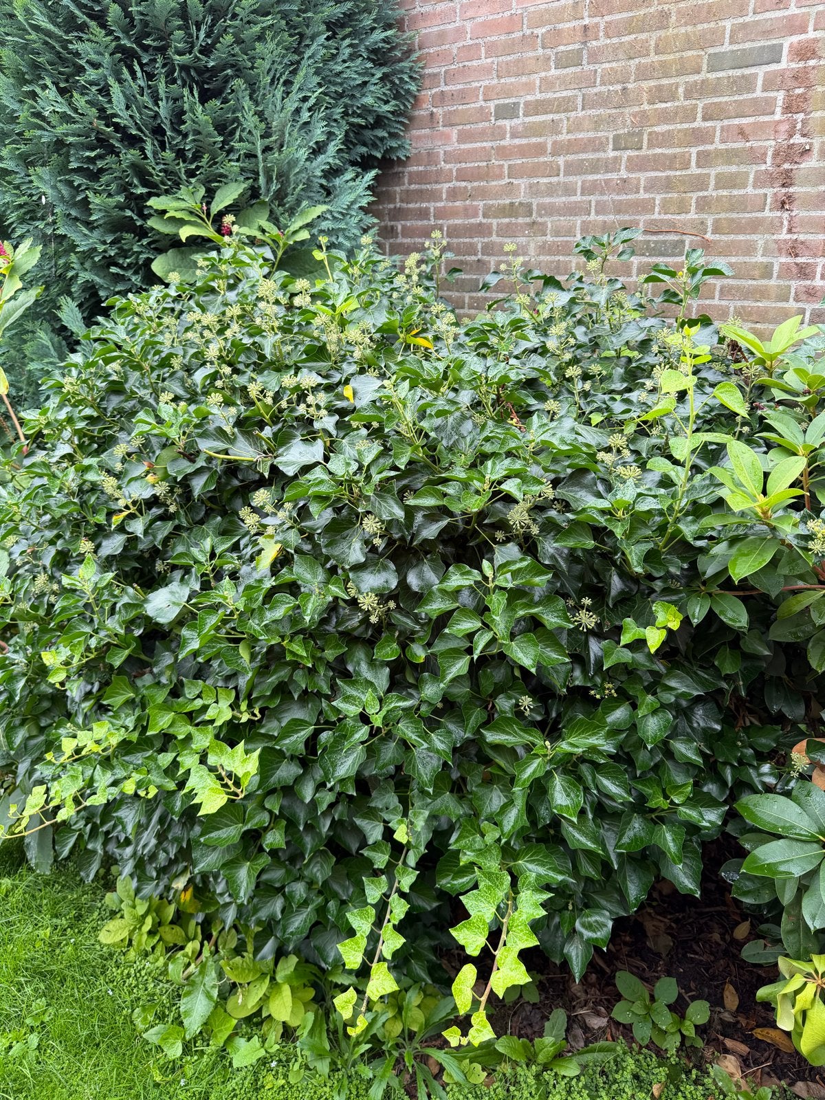 Grote Struikklimop - Hedera helix 'Arborescens', Ophalen, Vaste plant, Halfschaduw, Klimplanten