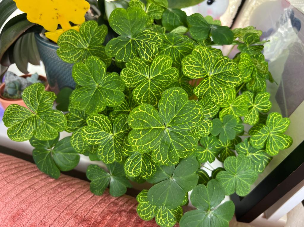 Oxalis corymbosa aureo reticulata knollen, Huis en Inrichting, Kamerplanten, Overige soorten, Minder dan 100 cm, Groene kamerplant