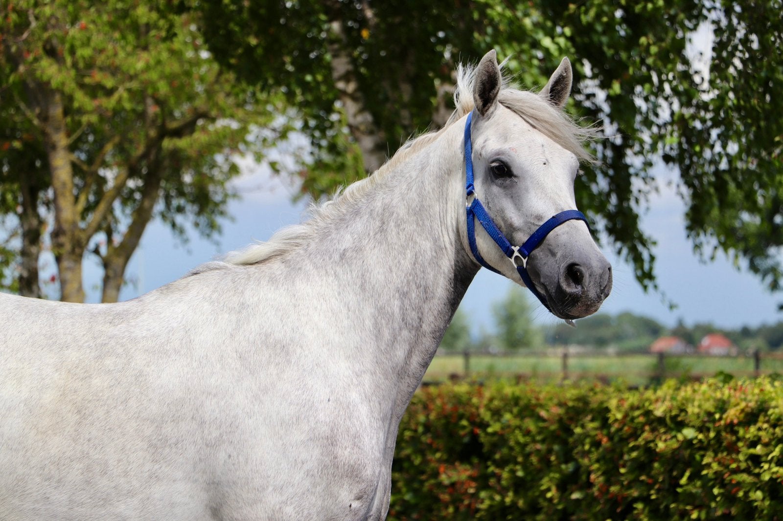 Diverse 3- en 4-jarige Connemara pony’s te koop, Met stamboom, Ruin, Springpony, 3 tot 6 jaar