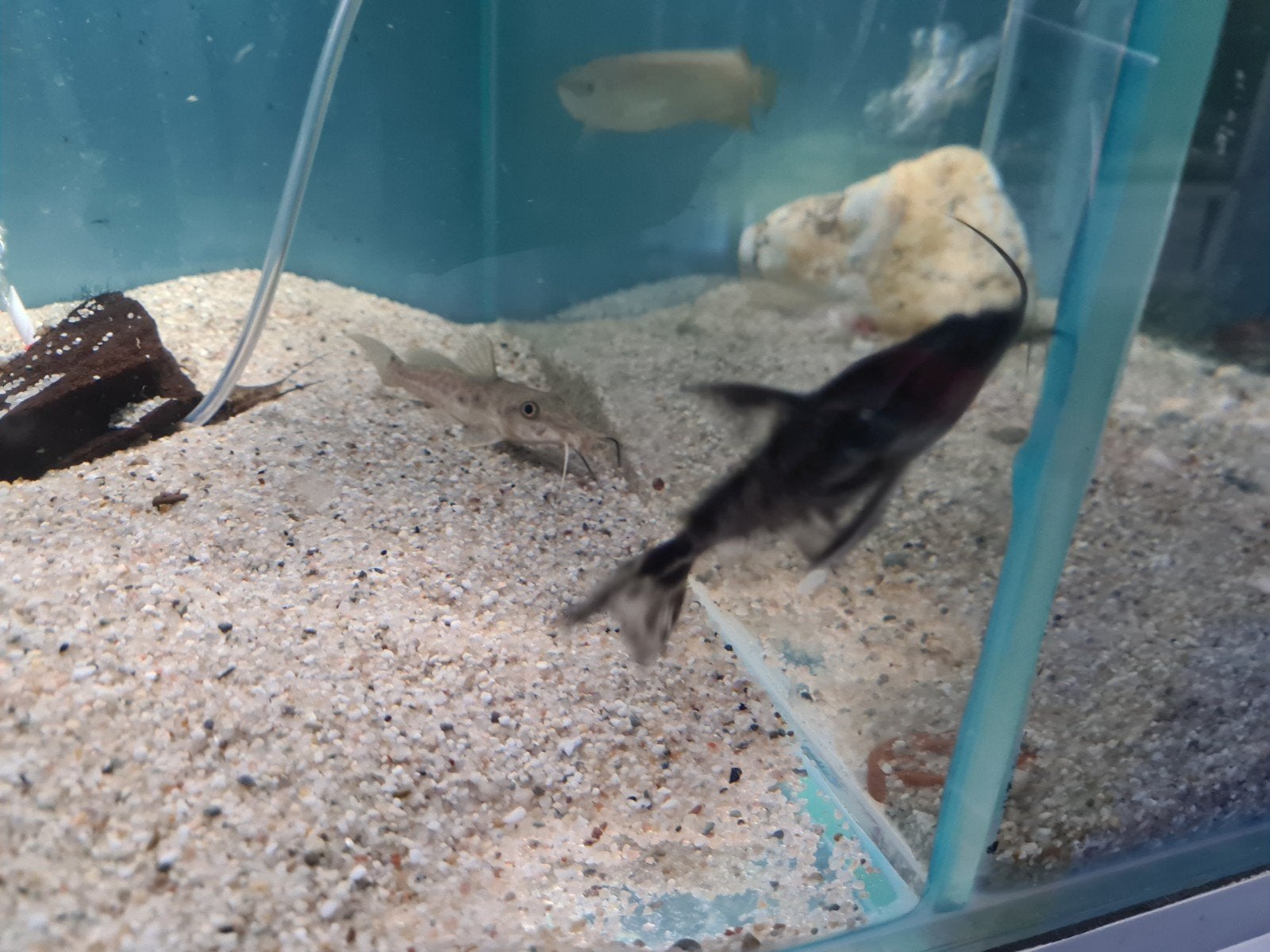 Irwini meerval, Megalodoras uranoscopus, Dieren en Toebehoren, Vissen | Aquariumvissen, Vis, Zoetwatervis