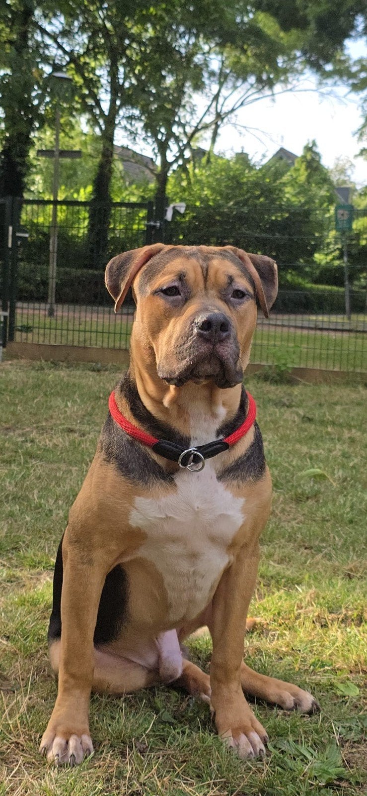 American Bully XL (Puppy), 15 weken tot 1 jaar, Overige rassen, Parvo, Meerdere
