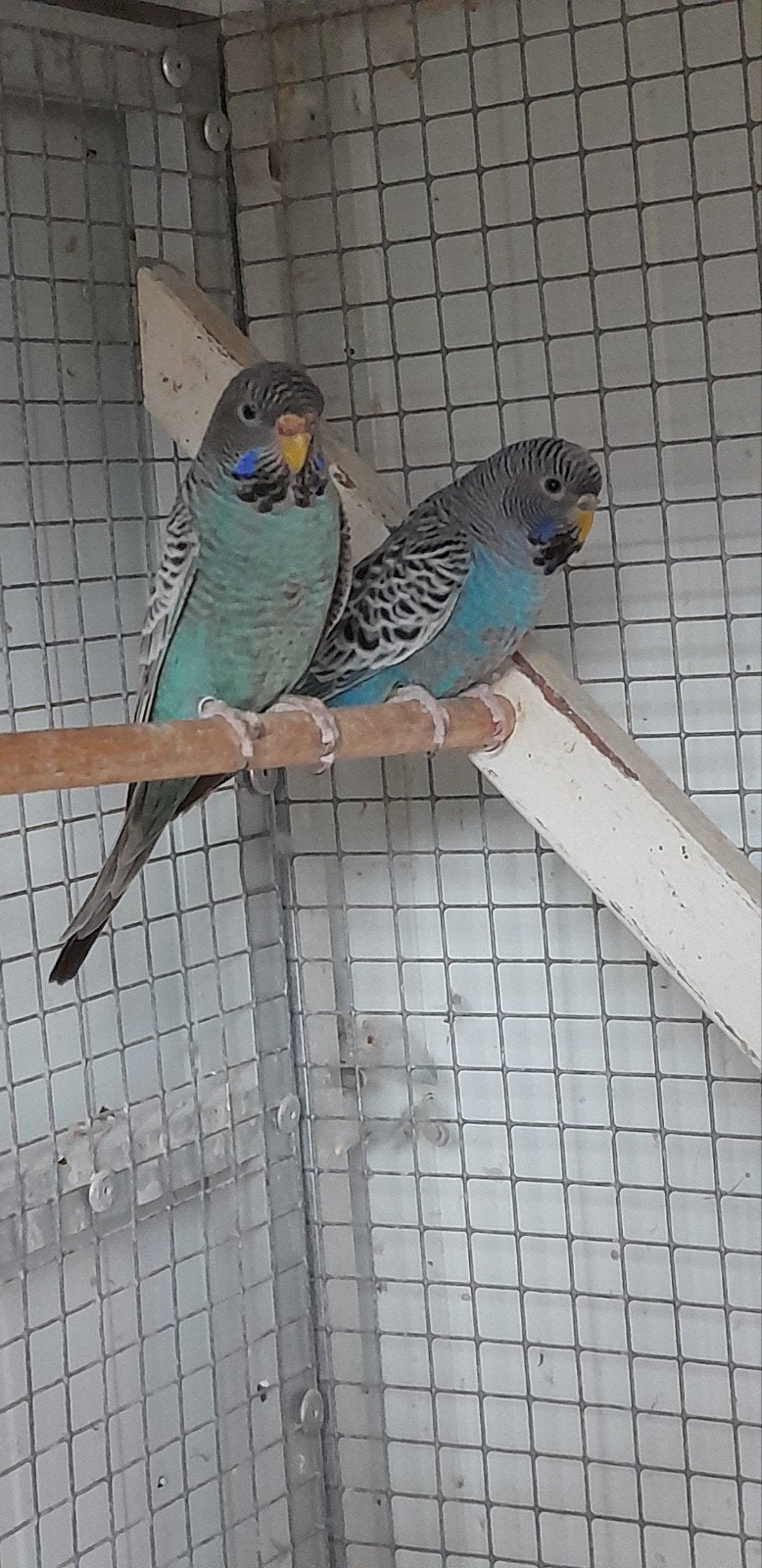 Koppel blackface grasparkieten, Meerdere dieren, Parkiet