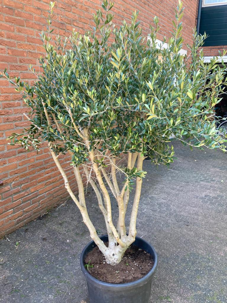 Grote vertakte olijfboom 170/180 cm hoog, Tuin en Terras, Planten | Tuinplanten, Overige soorten, Volle zon, Vaste plant, Ophalen of Verzenden