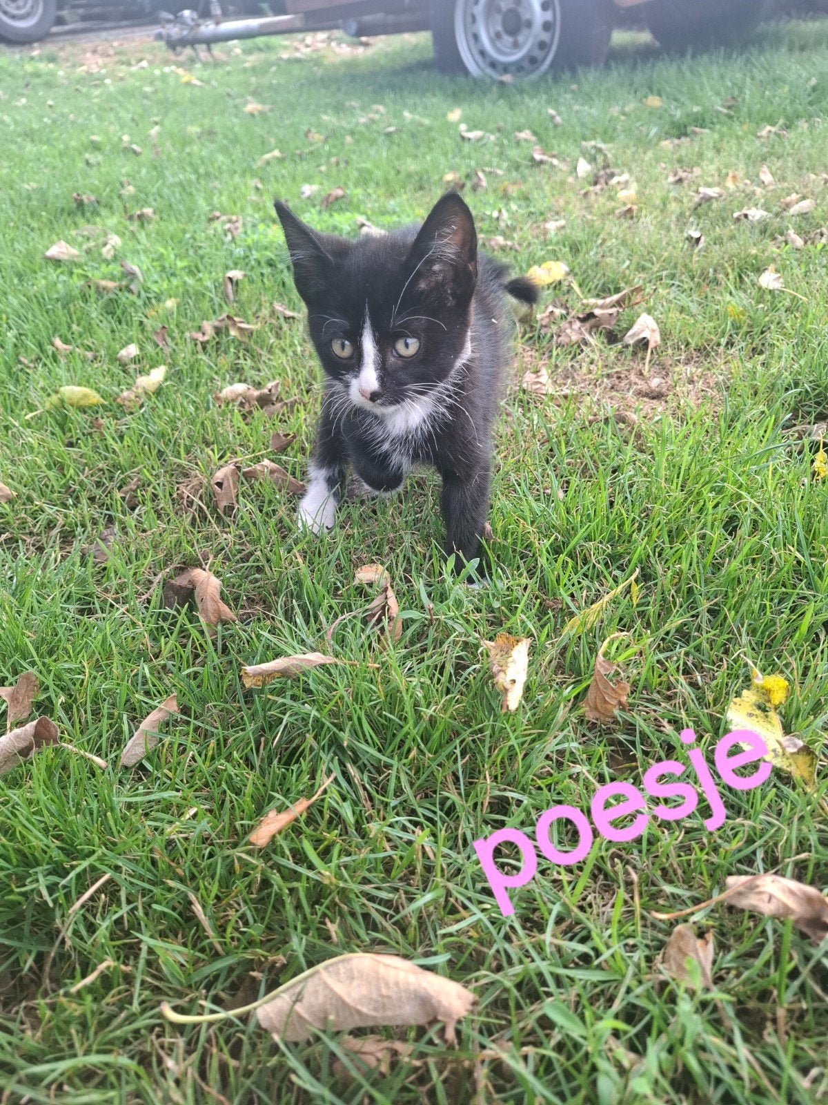 Nog 2 lieve poesjes beschikbaar!, Dieren en Toebehoren, Katten en Kittens | Overige Katten, Poes, 0 tot 2 jaar