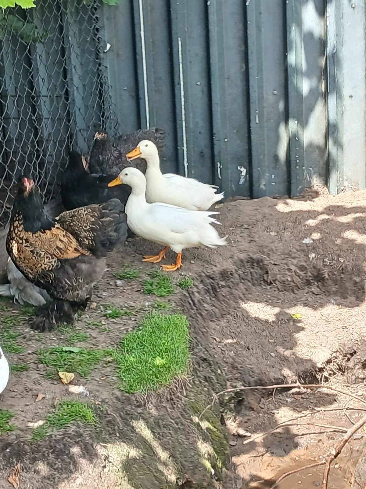 Mooie jonge kwakers, Dieren en Toebehoren, Pluimvee