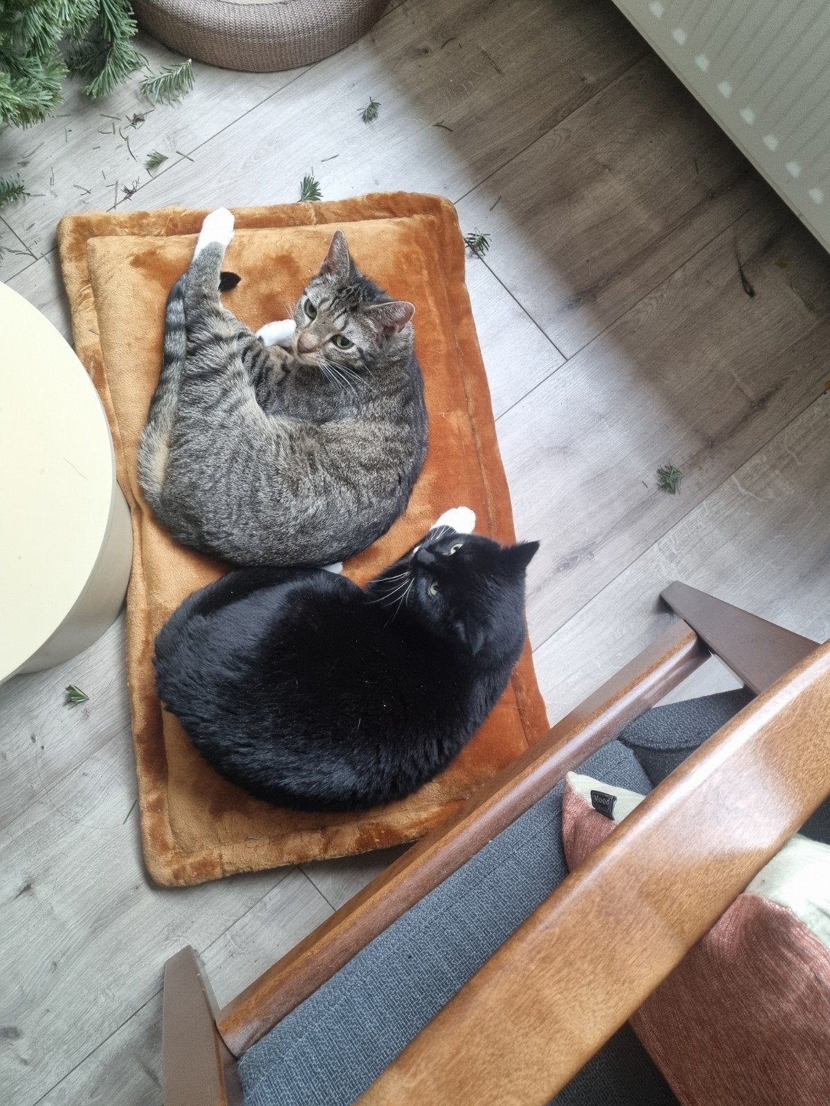 Lieve kater Coco (5 jaar) zoekt een rustig nieuw thuis, Dieren en Toebehoren, Kater