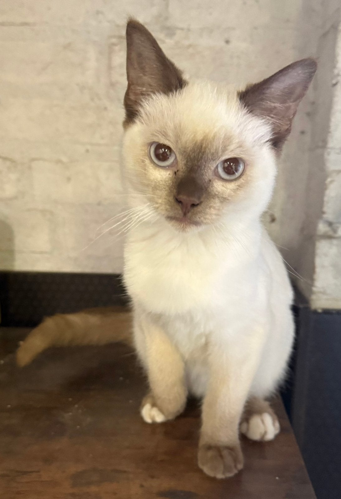 Prachtige katertje Devon rex X Ragdoll, Kater, Gechipt, 0 tot 2 jaar