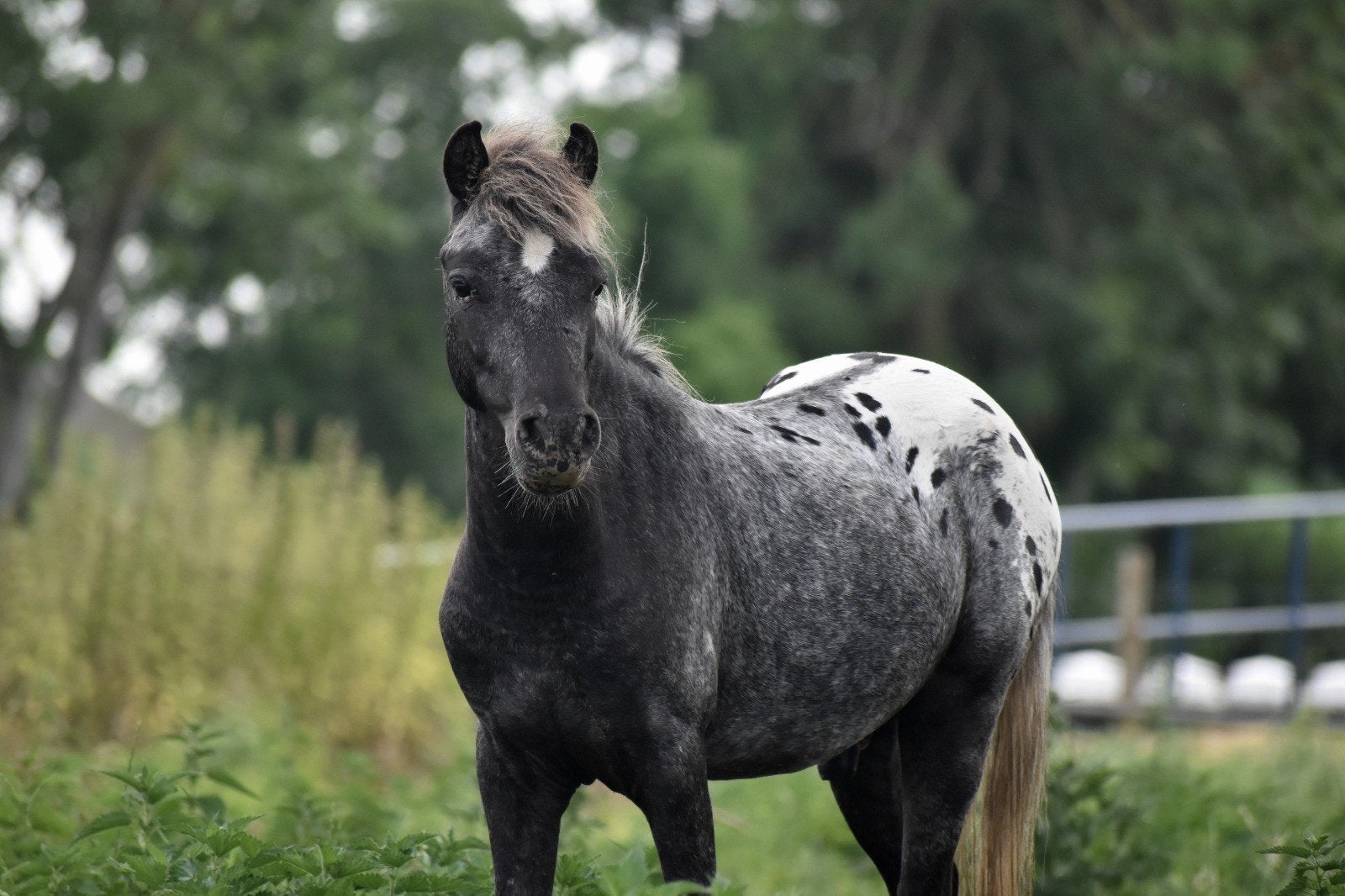 ** SUPER KNAPPE & LIEVE APPALOOSA RUIN**!, Ruin, Niet van toepassing, 0 tot 2 jaar, A pony (tot 1.17m)