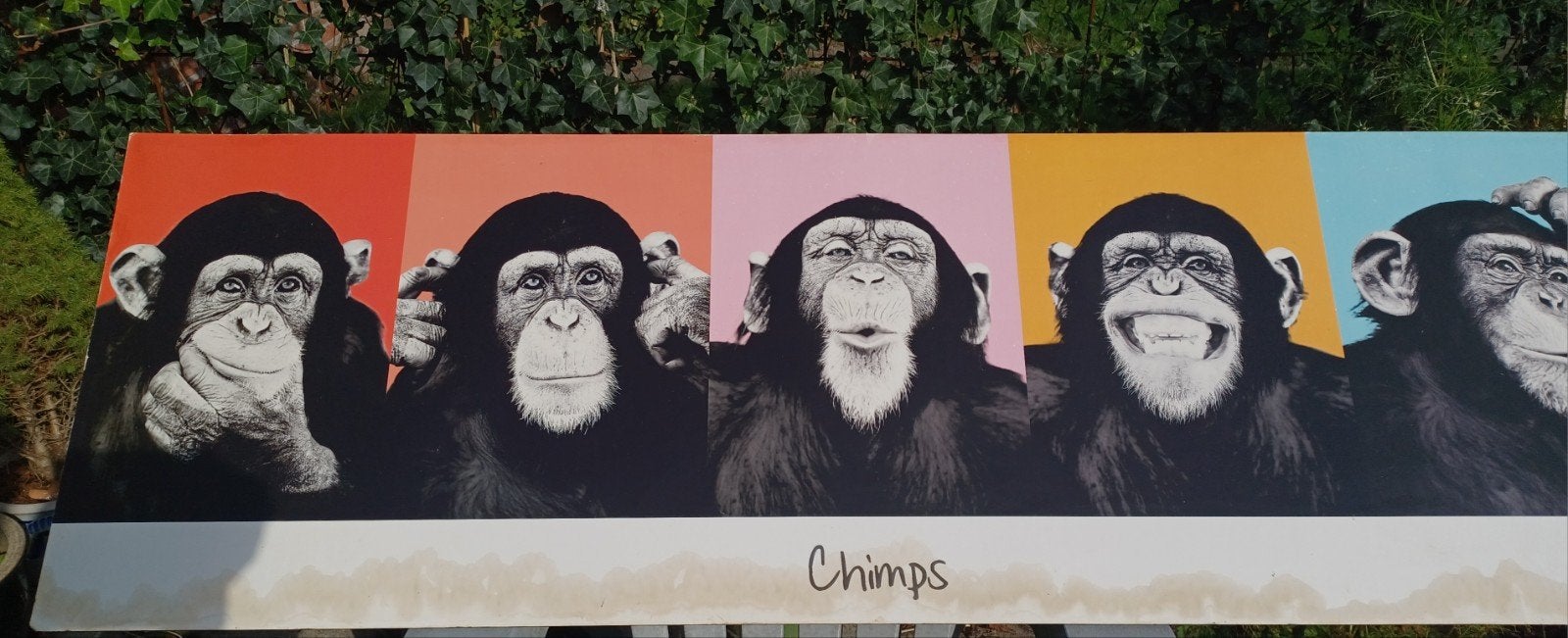 Poster op houten frame  Aap  Chimps - Feestversiering Jungle, Ophalen, Hout, Gebruikt, Meerkleurig