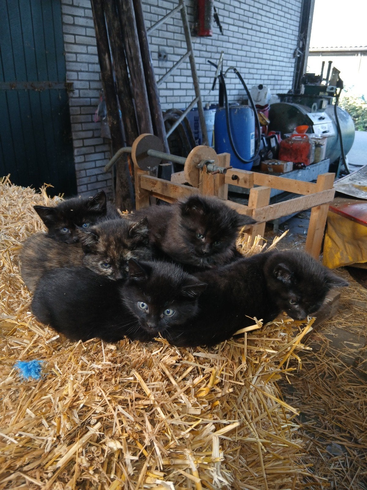 Kittens, Kater, 0 tot 2 jaar
