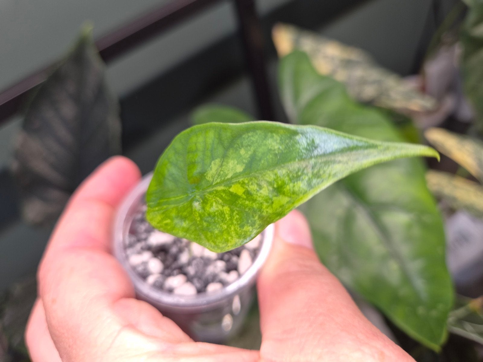 Alocasia Simpo Aurea, Ophalen of Verzenden, Halfschaduw, Minder dan 100 cm
