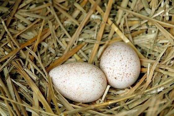 Broedeieren Kalkoenen, Geslacht onbekend, Kalkoen