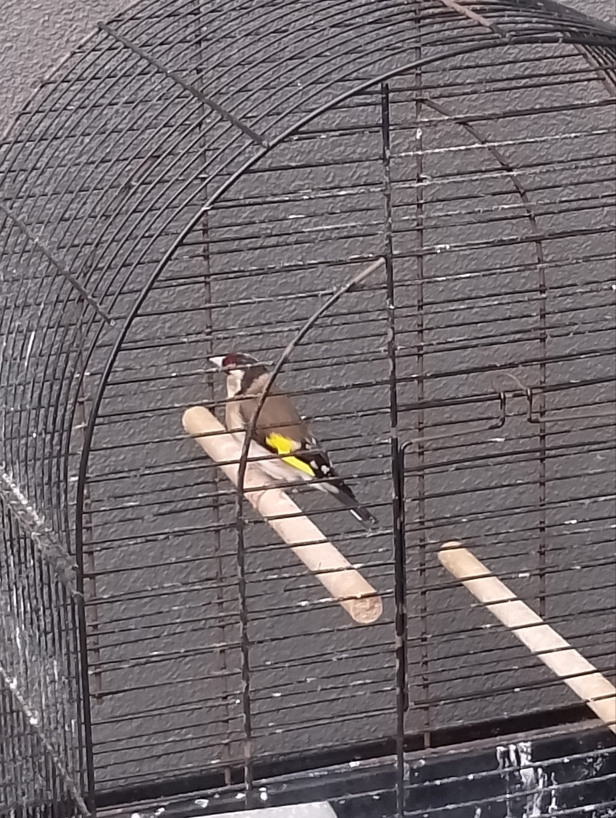 Bloem/parva putter, Mannelijk, Wildzangvogel, Geringd