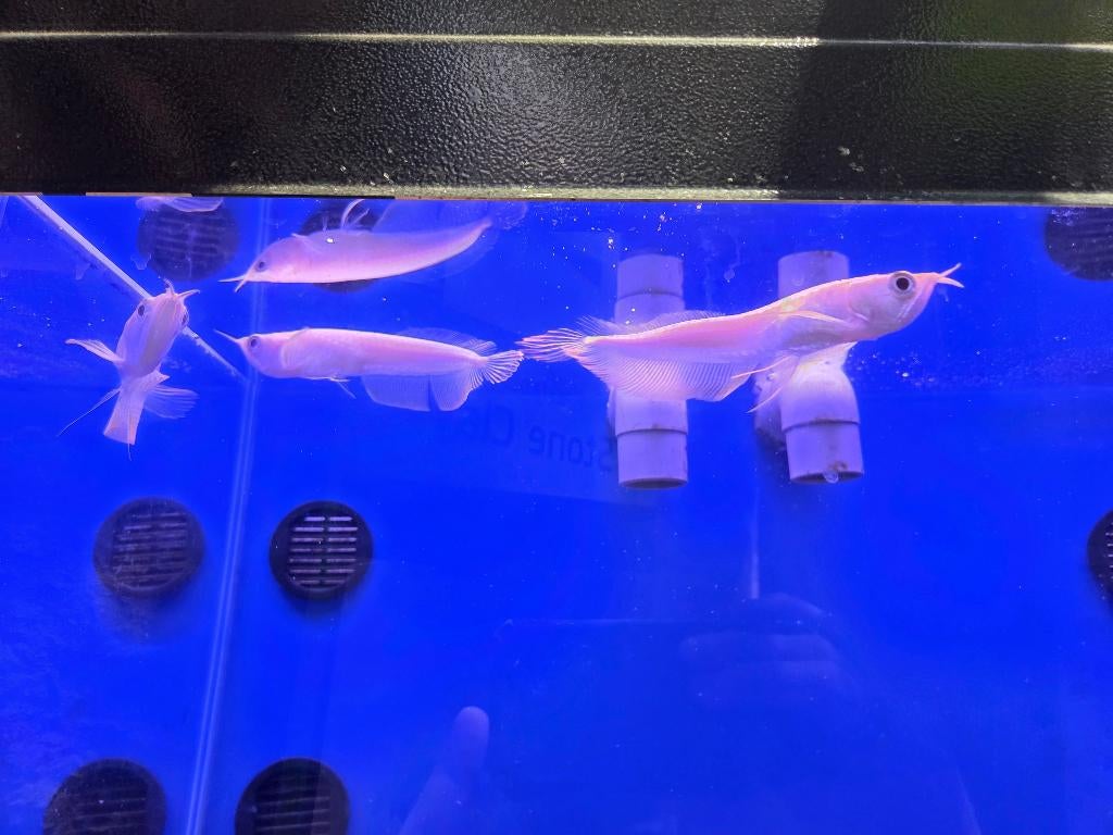 Albino arowana - Osteoglossum bicirrhosum, Dieren en Toebehoren, Vissen | Aquariumvissen, Vis, Zoetwatervis