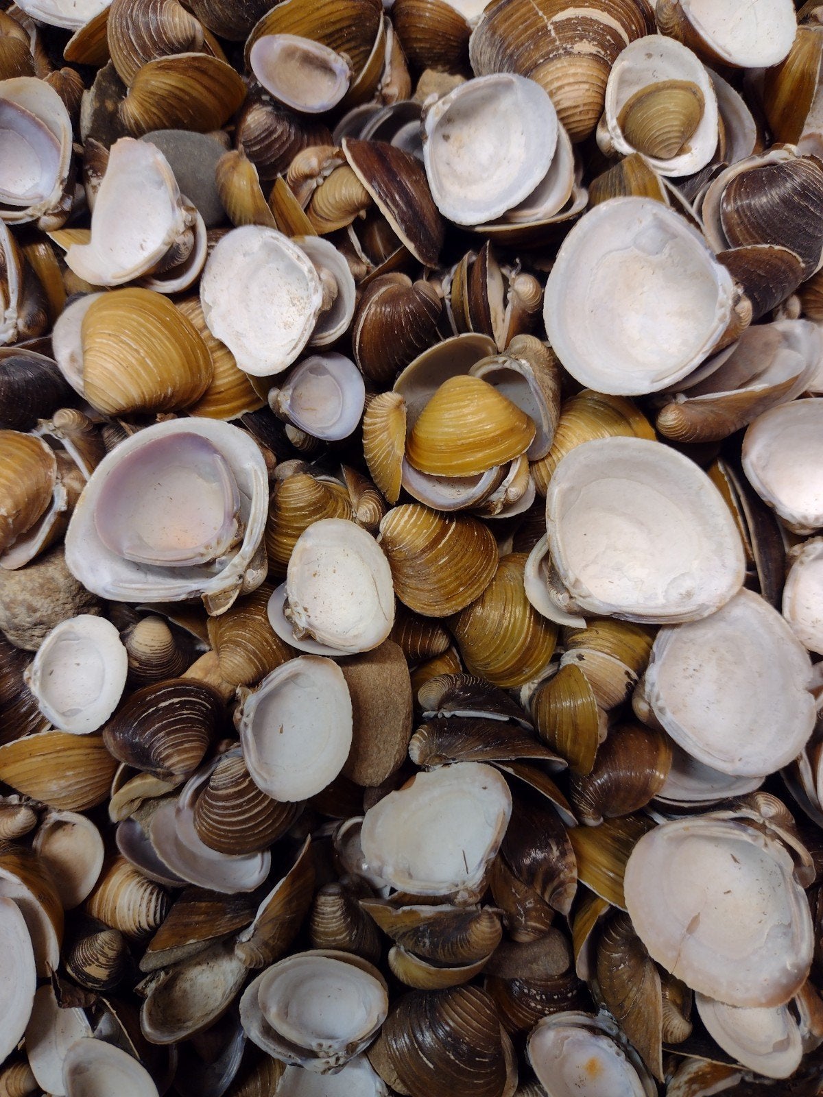 schelpen per 500 gram no. 7, Ophalen, Zee en Strand, Nieuw, Natuurlijk materiaal