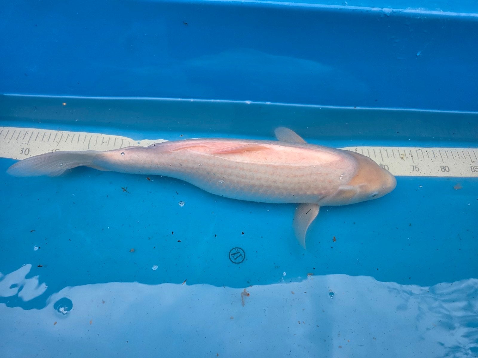 Mooi je koi ca 50 cm