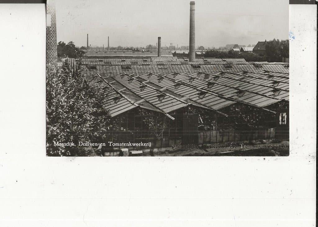 Maasdijk Druiven en Tomatenkwekerij 1950, Ophalen of Verzenden, 1940 tot 1960, Gelopen, Zuid-Holland