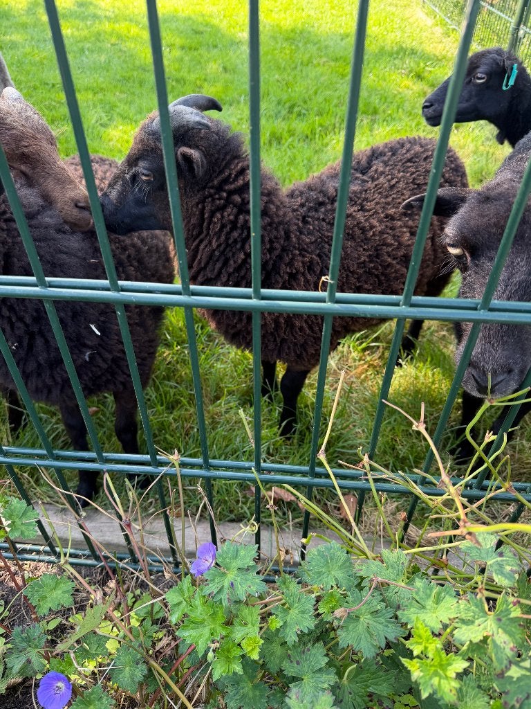 Ouessant rammen, Mannelijk, Schaap, 0 tot 2 jaar