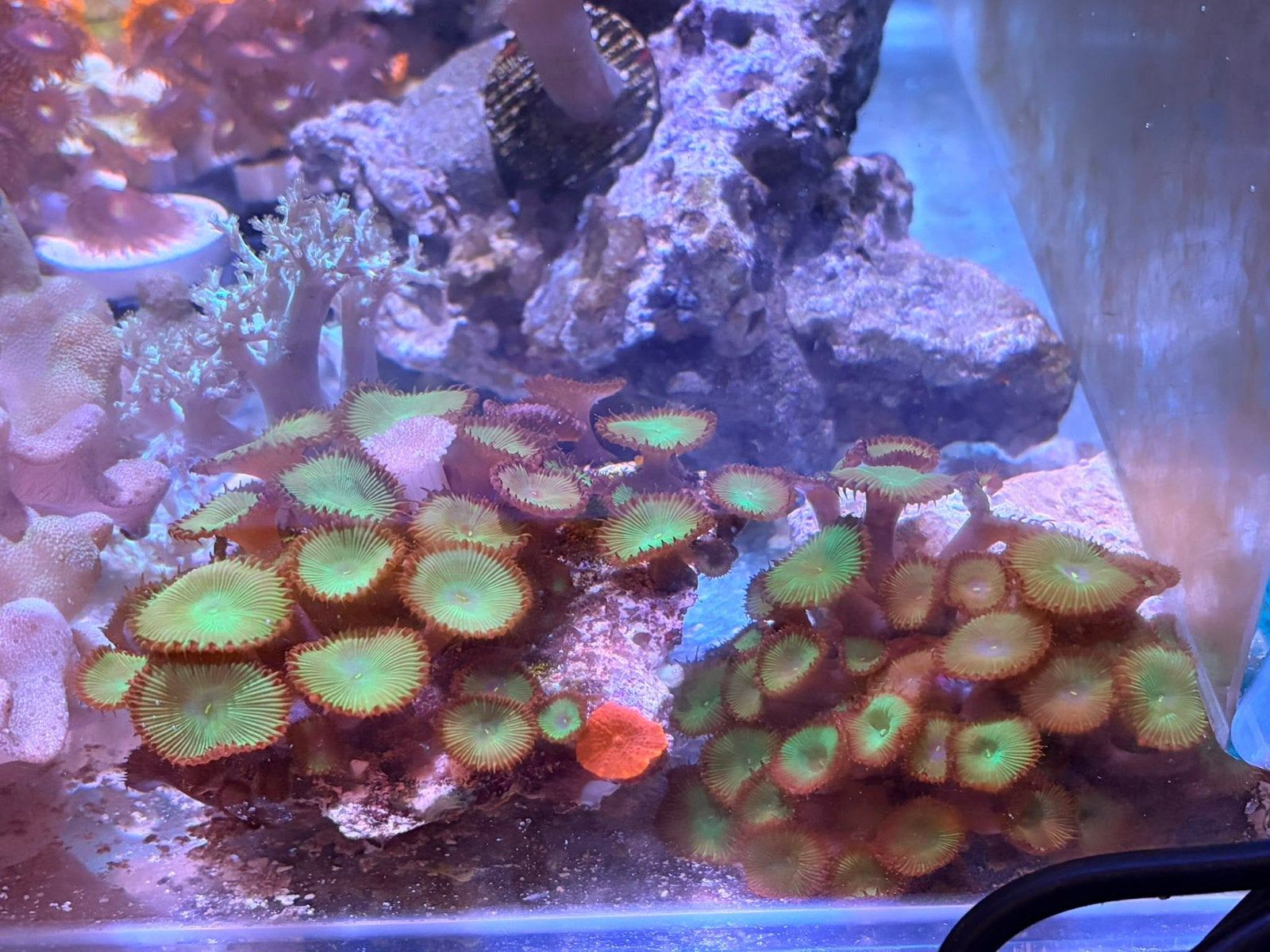 Protopalythoa spp Green Large Polyp (leder koraal), 33 - 40 uur, Overige vormen