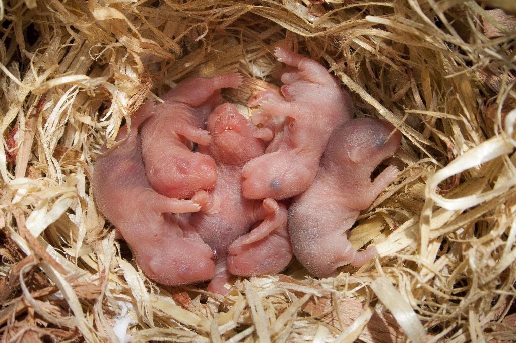 Lieve Goudhamsters te koop, Dieren en Toebehoren, Knaagdieren, Hamster, April, Mannelijk, Tam