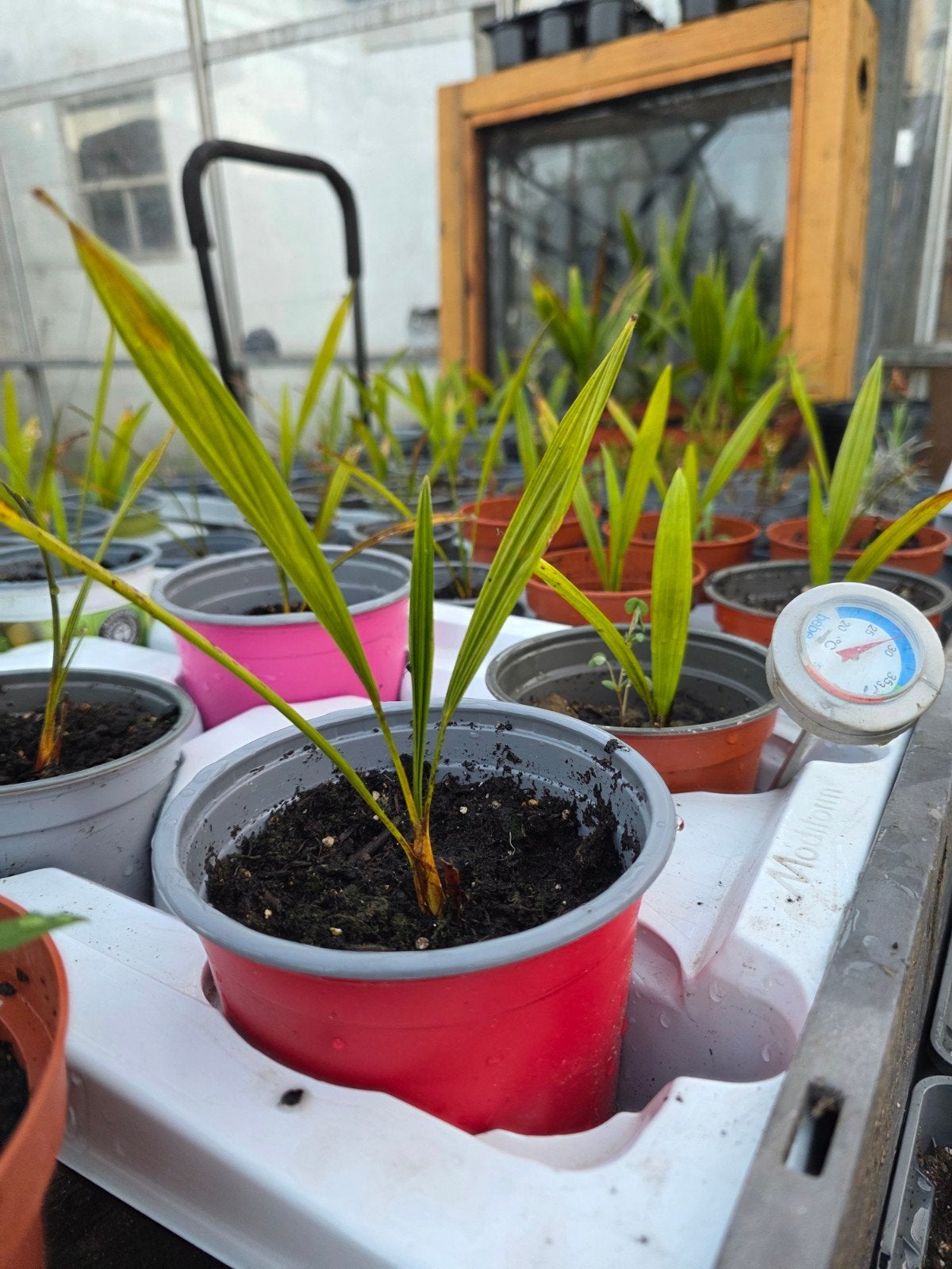 Jonge Palmboom - Ideaal voor uw tuin of terras, Tuin en Terras, Planten | Bomen, Bloeit niet, Minder dan 100 cm, Palmboom, Ophalen