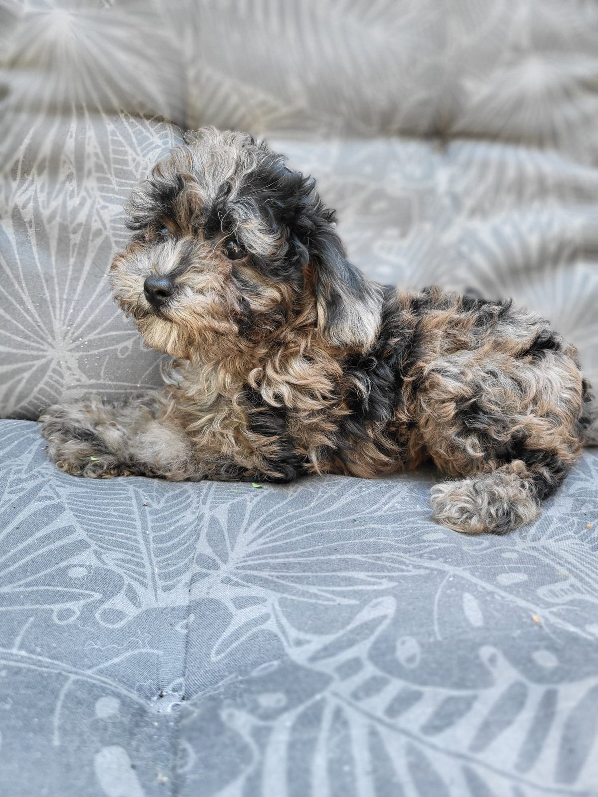 XS Kleine Toy Poedel teefje 8 weken oud Mag direct mee!, Dieren en Toebehoren, Honden | Chihuahua's en Gezelschapshonden, Poedel