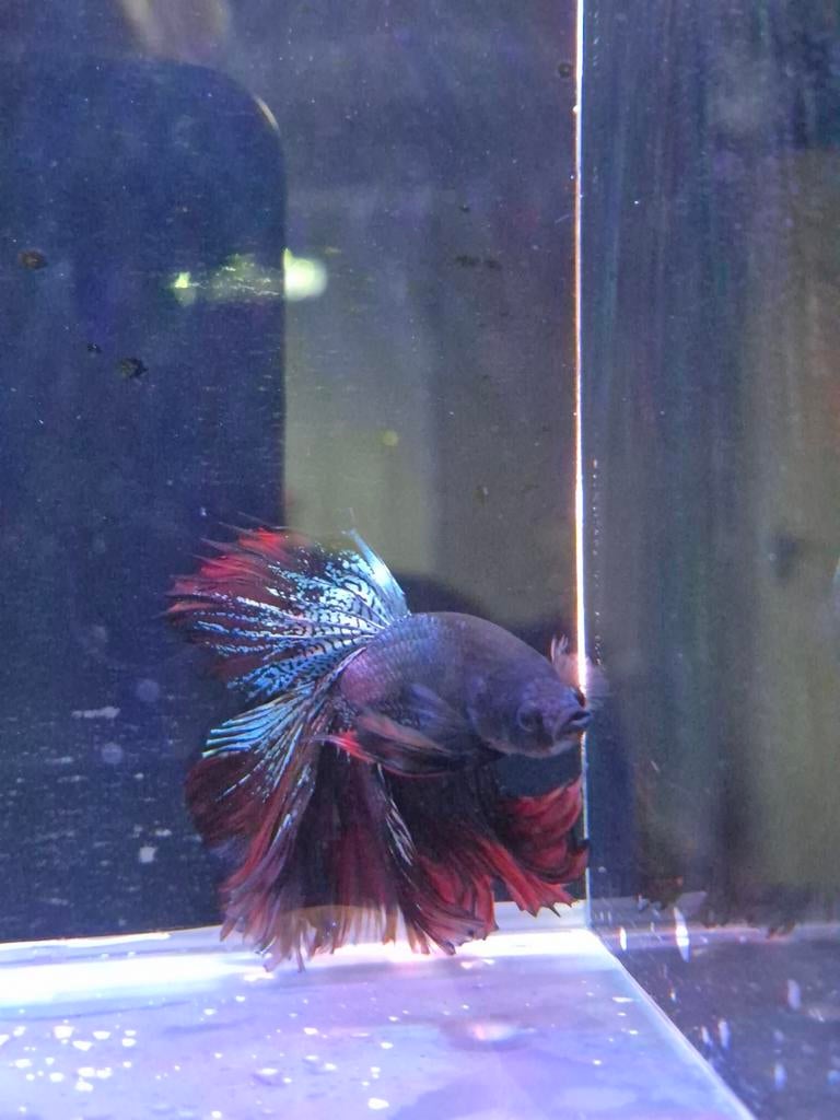 Betta vis, Vis
