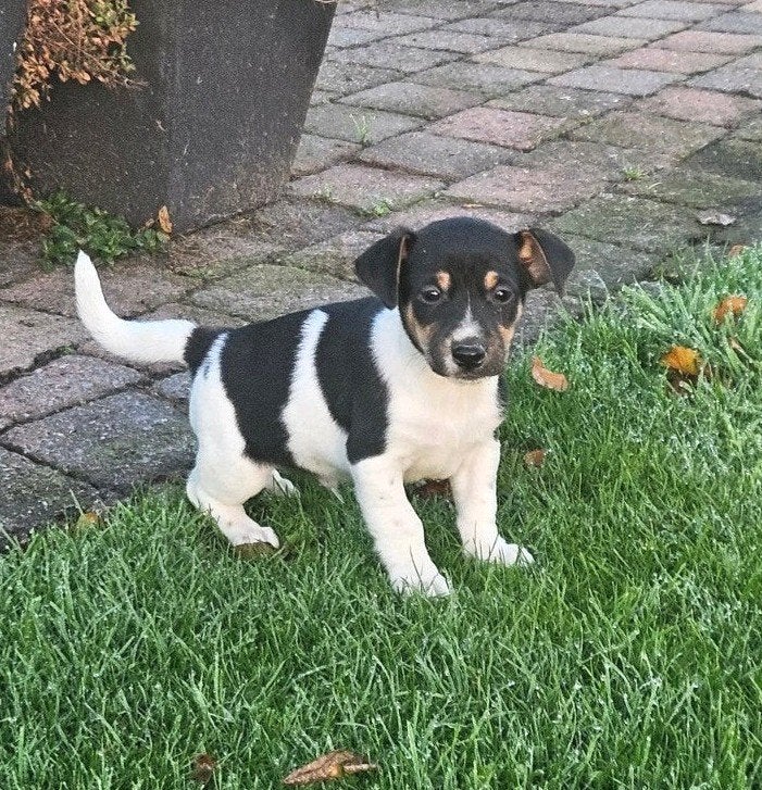 Kruising Jack russell, Jack Russell Terriër, 8 tot 15 weken, CDV (hondenziekte), Meerdere