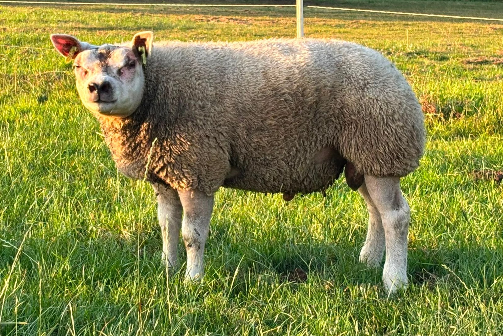 2 mooie stamboek Texelaar rammen te koop, Mannelijk, Schaap, 0 tot 2 jaar