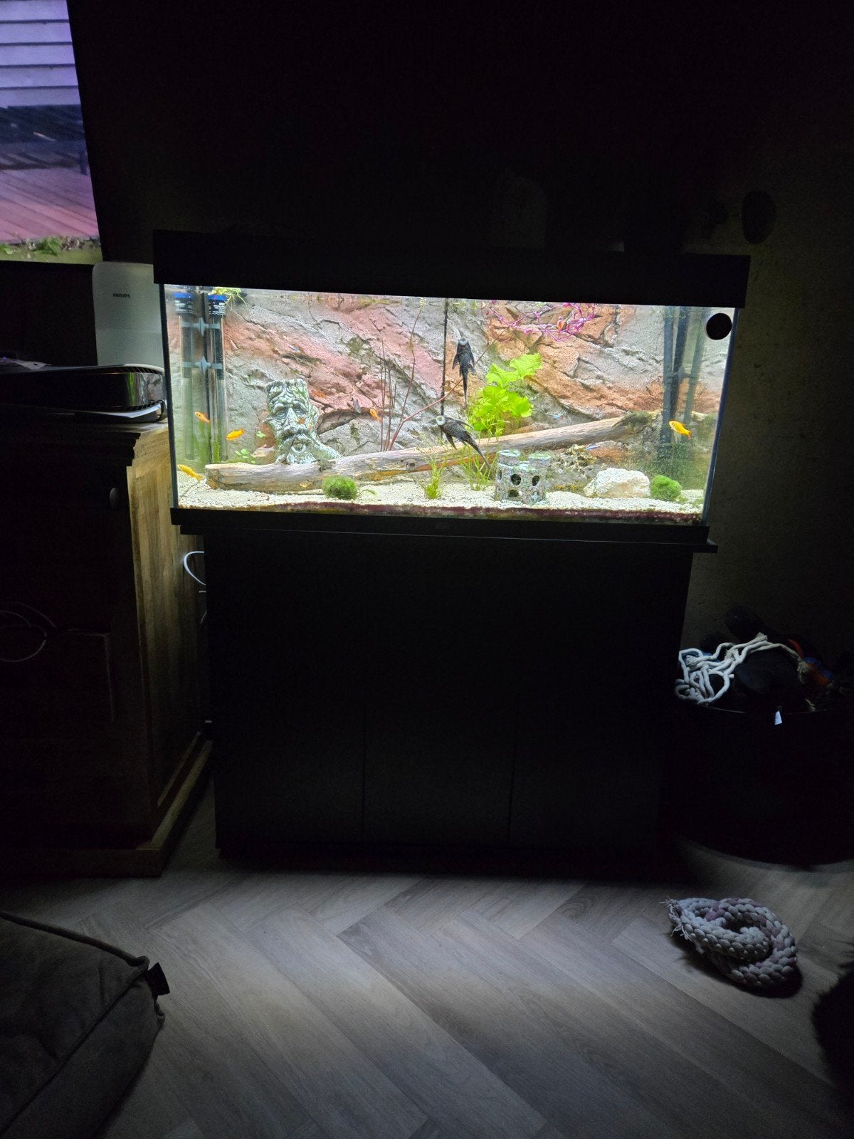 zoetwater aquarium, Vis, Zoetwatervis, Schoolvis