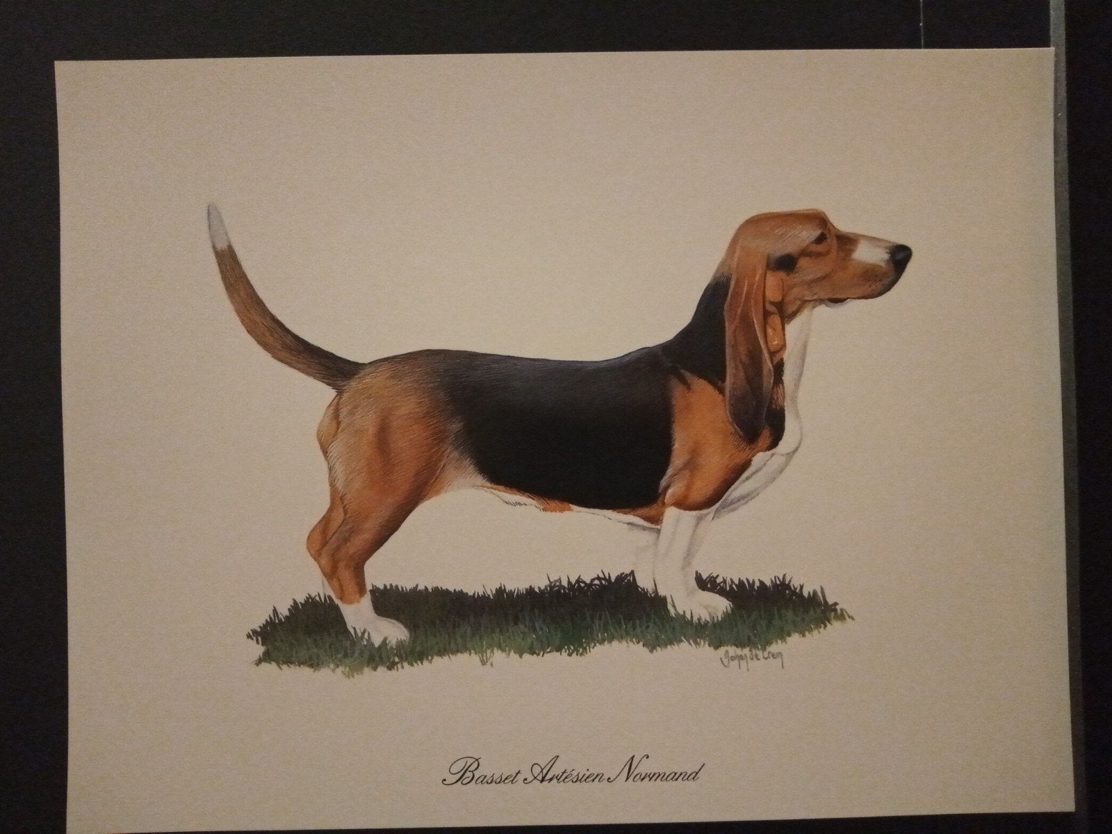 Basset Artesien Normand - prent - Johan de Crem tekenaar, Verzenden, 1980 tot heden, Zo goed als nieuw, Dier