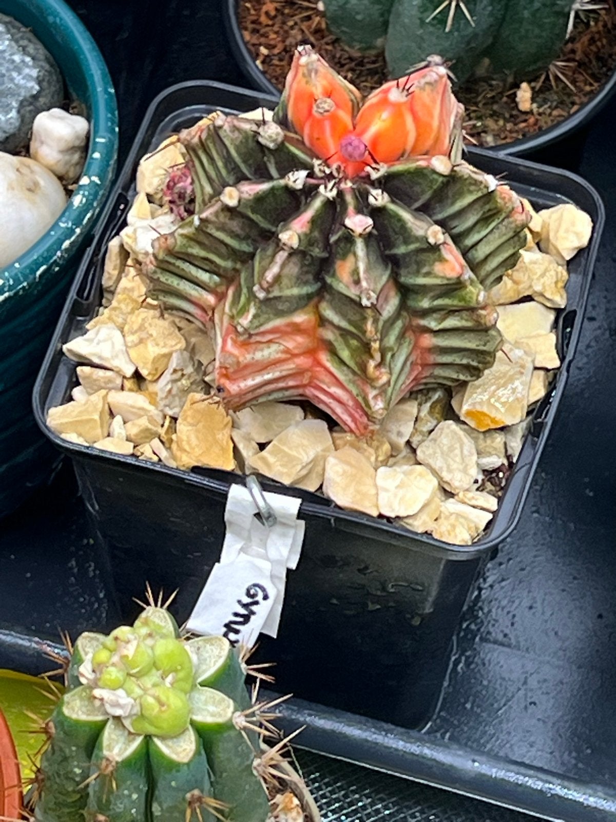 Gymnocalycium Mihanovichii 'Hibotan' Cactus, Overige soorten, Volle zon, Vaste plant, Ophalen of Verzenden