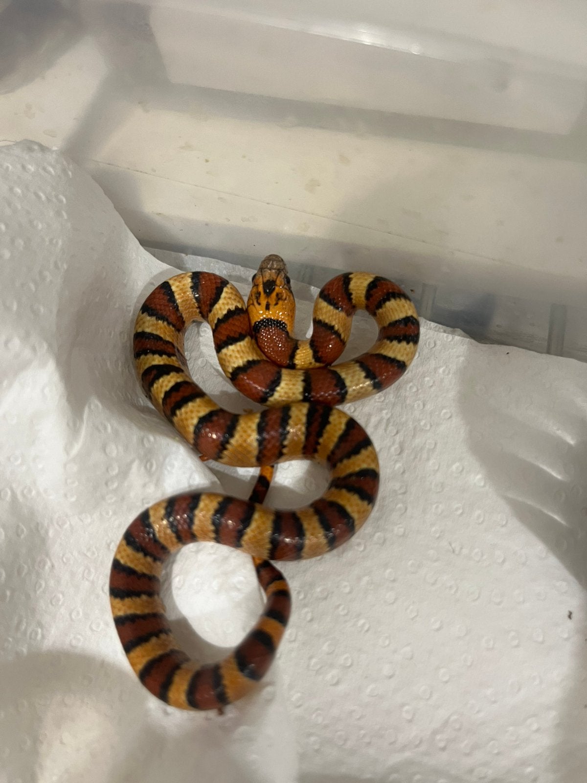 Lampropeltis Leonis/ variabele koningsslang, Dieren en Toebehoren, Reptielen en Amfibieën, Slang, 0 tot 2 jaar