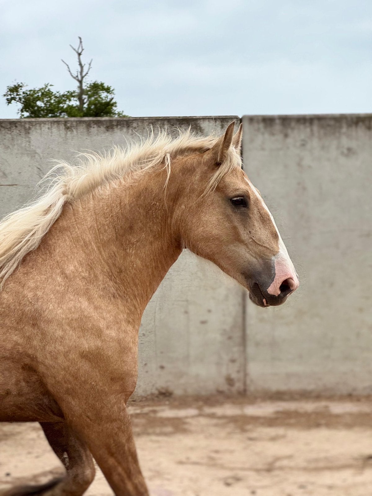 Palomino Tinker merrie, Merrie, Minder dan 160 cm, 0 tot 2 jaar, Recreatiepaard