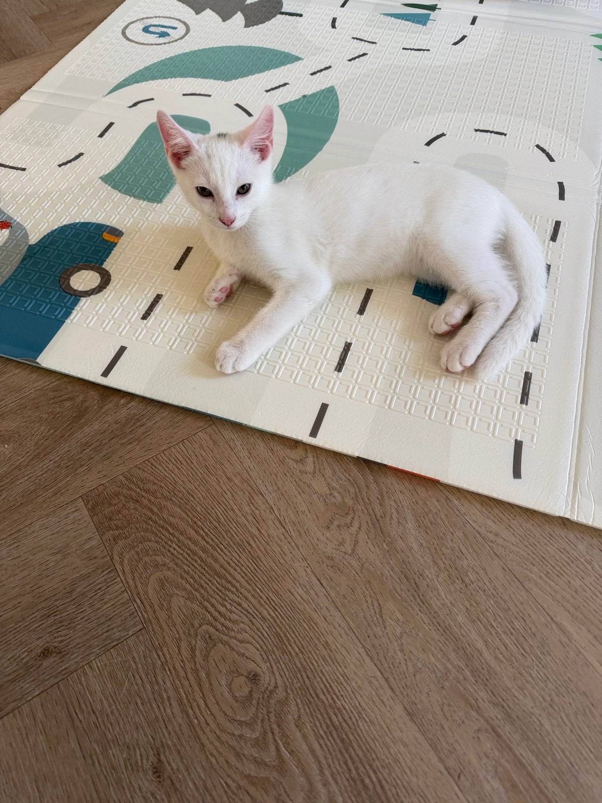 Witte kitten poesje (v), Kater