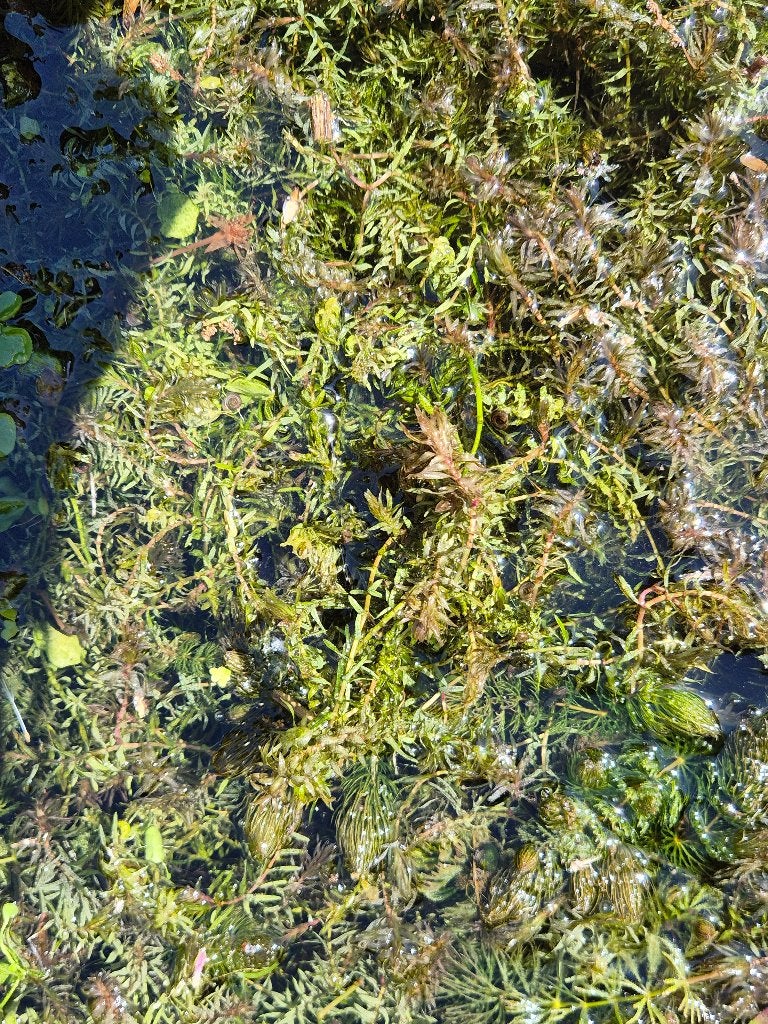 Tka zuurstofplanten voor de vijver, Ophalen