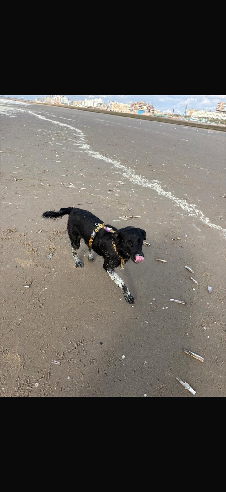 Labrador x collie max, teef 11 maanden. Herplaatser, Dieren en Toebehoren, 15 weken tot 1 jaar, CDV (hondenziekte), Teef, Eén hond