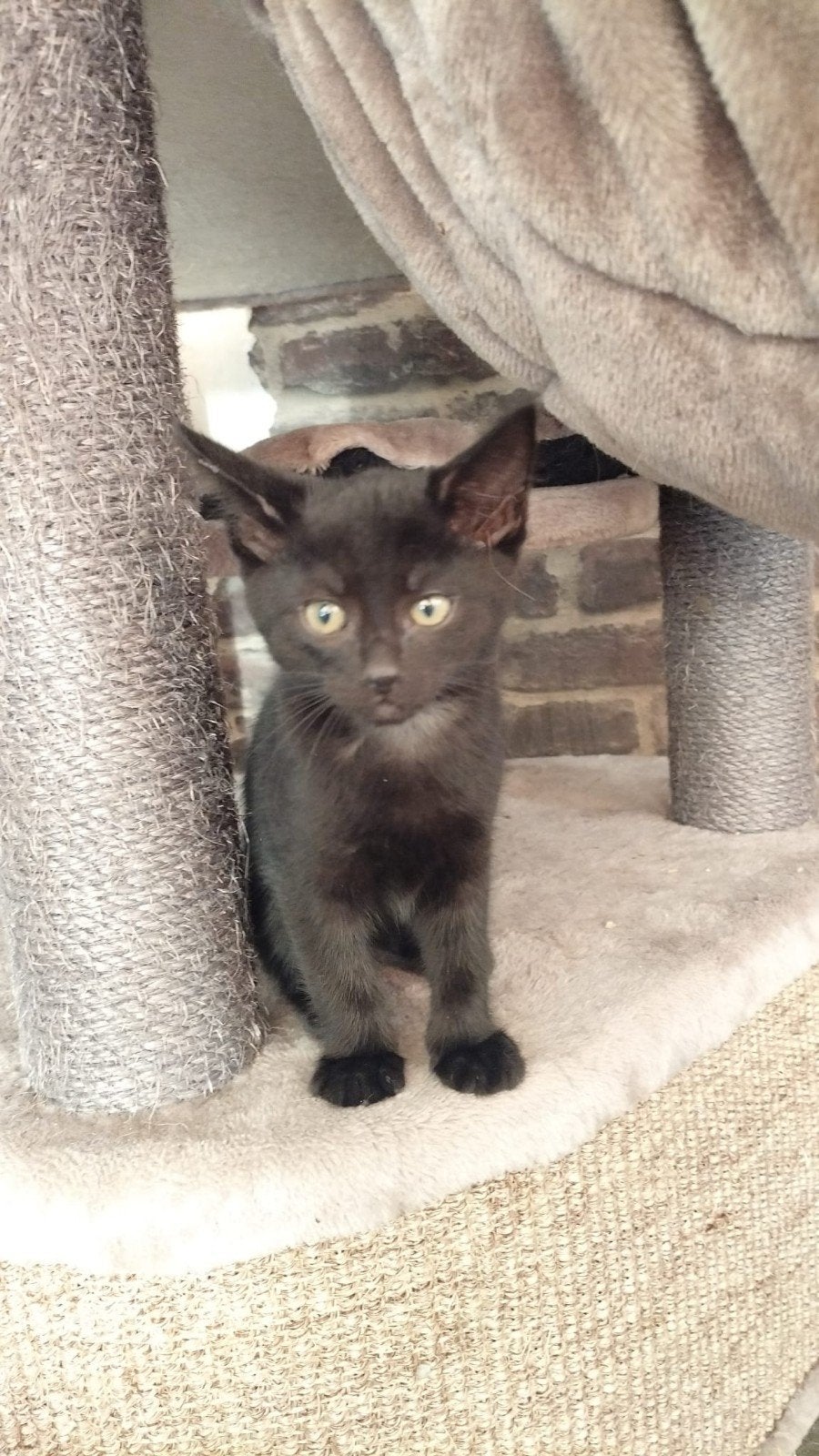 Kittens, Kater, Kortharig, 0 tot 2 jaar