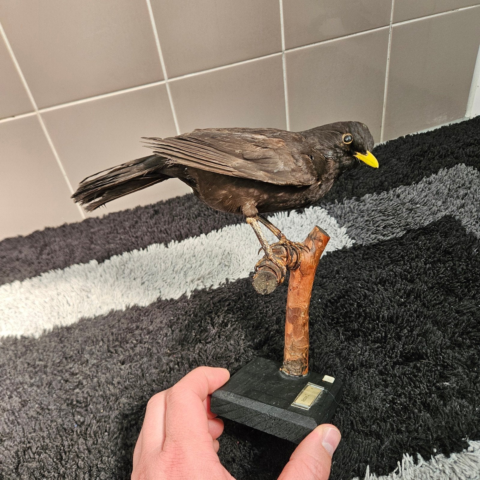 Opgezette merel opgezet taxidermie taxidermy geprepareerd, Verzamelen, Dierenverzamelingen, Ophalen of Verzenden, Gebruikt, Vogel