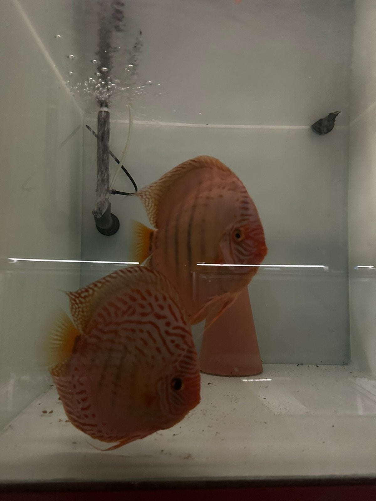 Kweekkoppel briljant turquoise, Dieren en Toebehoren, Vis, Zoetwatervis, Schoolvis