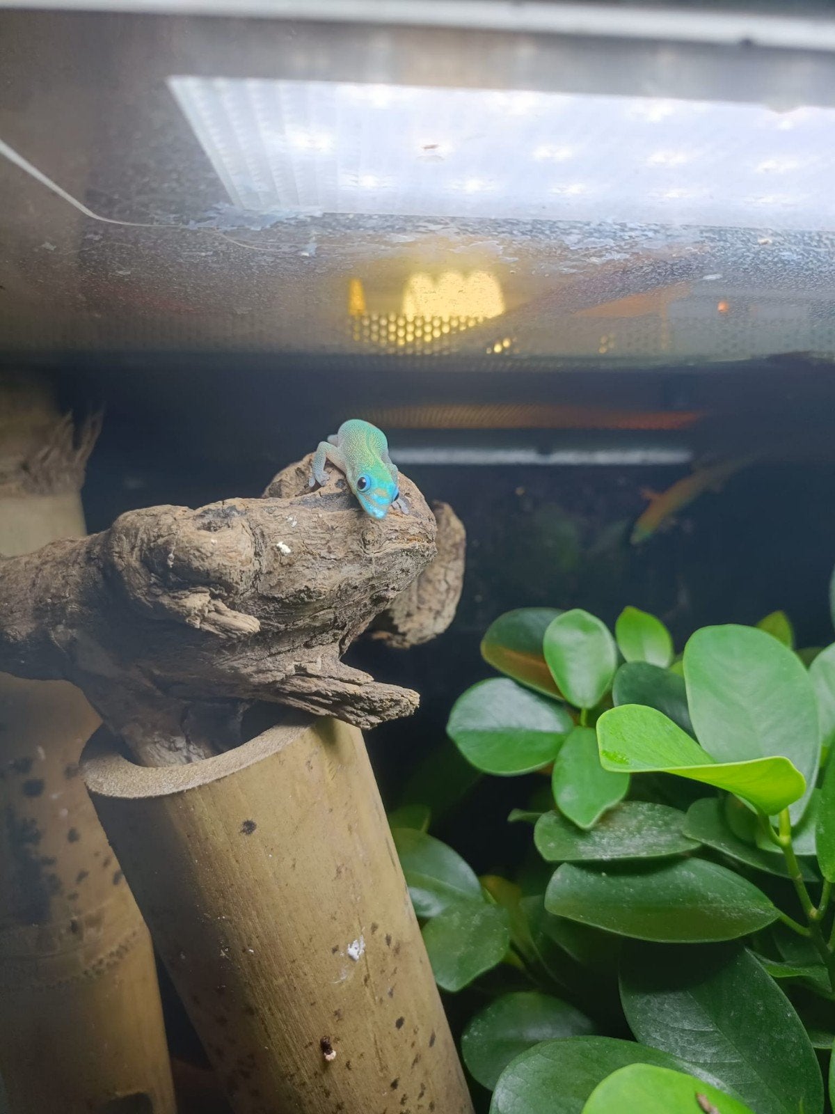 Phelsuma laticauda blue line, Dieren en Toebehoren, Hagedis, 0 tot 2 jaar