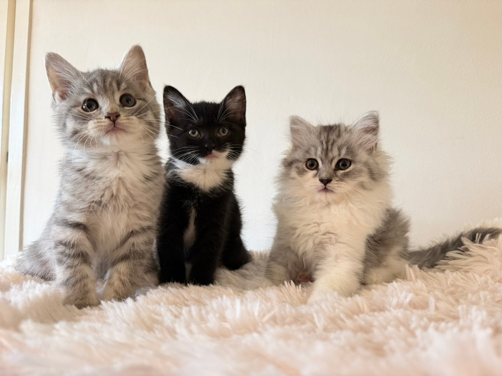 Prachtige x Britse Korthaar kittens Mogen gelijk verhuizen, Dieren en Toebehoren, Meerdere dieren, Ontwormd