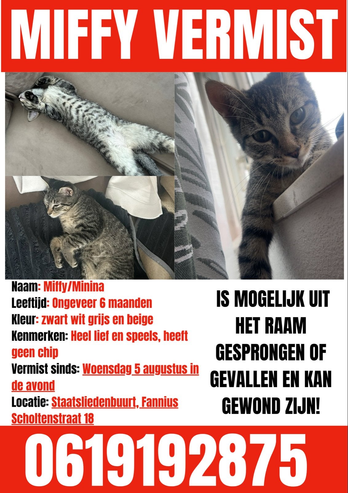 Kat vermist in Westerpark, Dieren en Toebehoren, Vermiste en Gevonden Dieren
