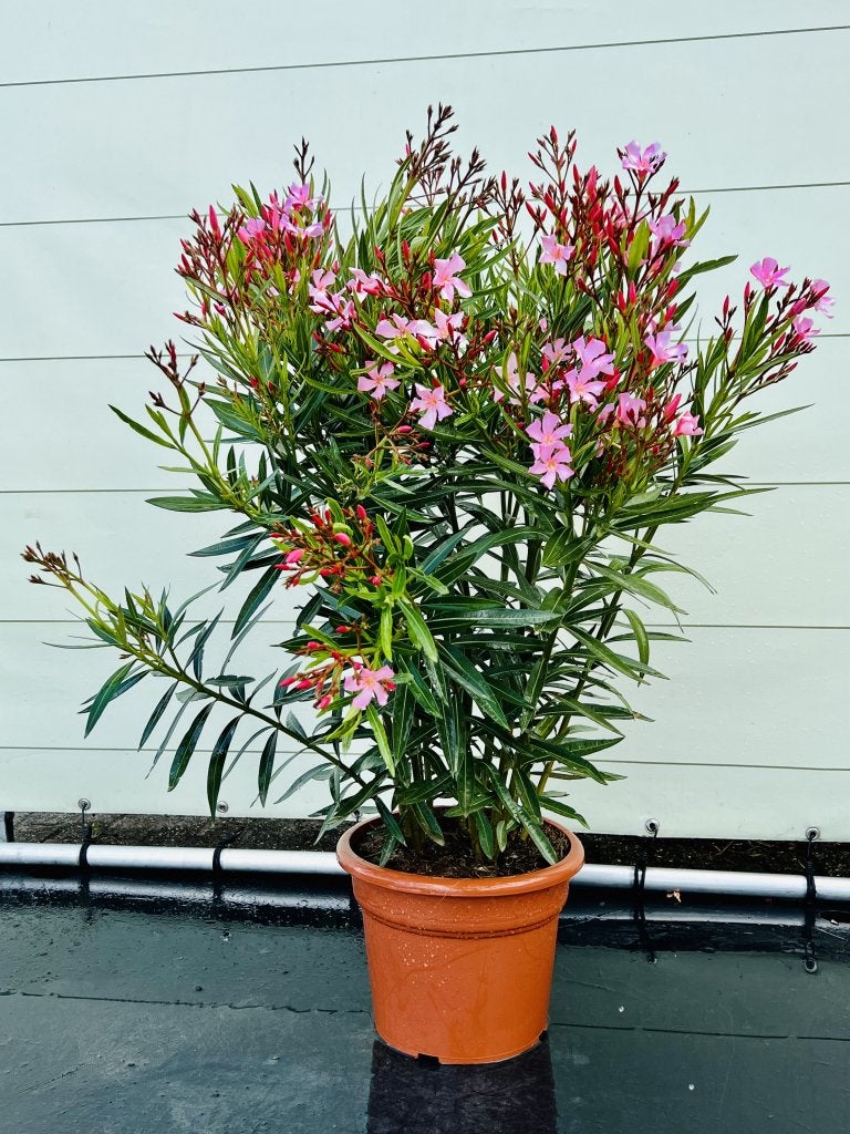 Roze Oleander - hoogte 60-80 cm, Tuin en Terras, Planten | Bomen, Overige soorten, Minder dan 100 cm, Halfschaduw, Lente, In pot