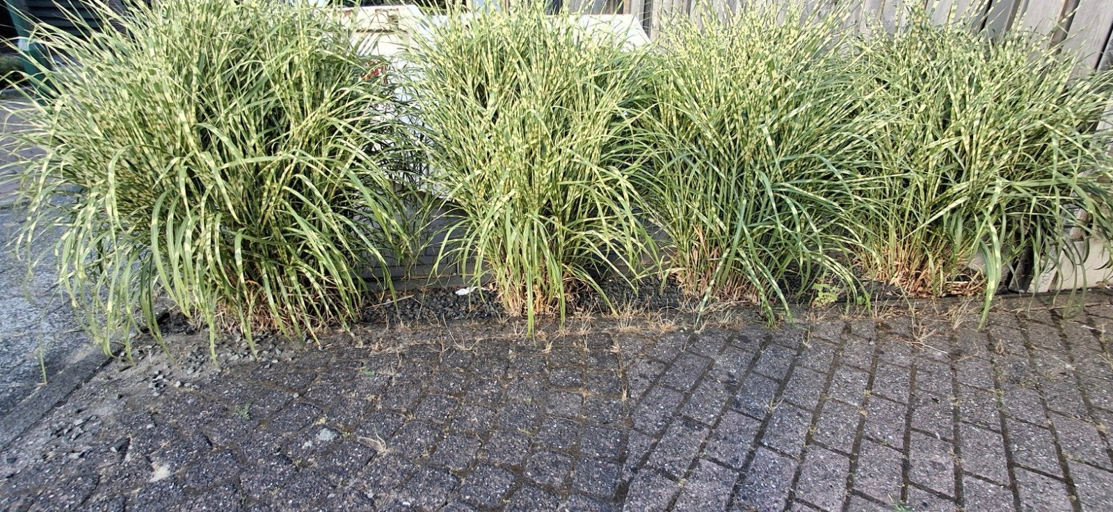 Siergras - Miscanthus sinensis 'Zebrinus', Volle zon, Vaste plant, Siergrassen, Ophalen of Verzenden