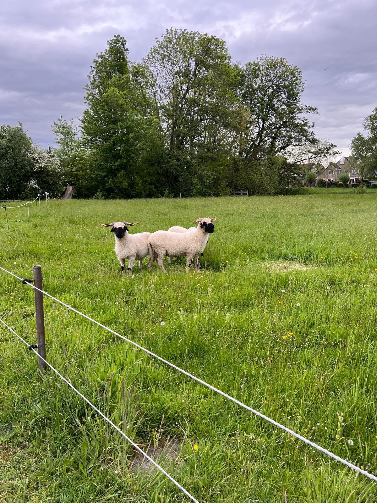 Gezocht dekram walliser schwartznase (huren), Dieren en Toebehoren, Mannelijk, Schaap