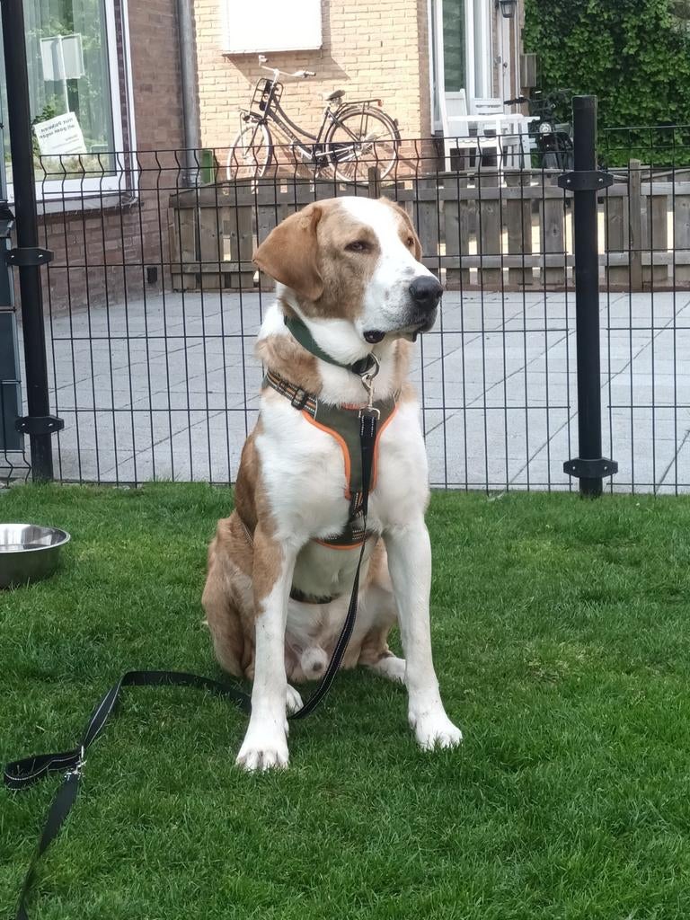 Big een prachtige Alabai, Reu, 1 tot 2 jaar, Eén hond, Nederland