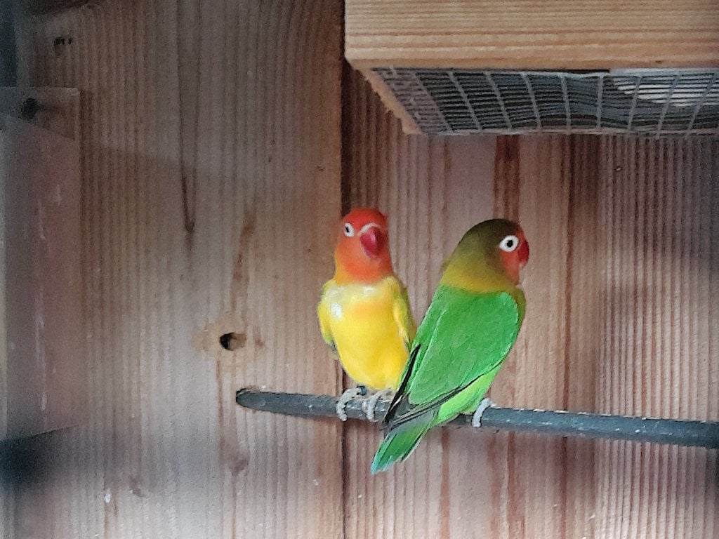 Agapornis, Dieren en Toebehoren, Mannelijk, Dwergpapegaai of Agapornis, Geringd